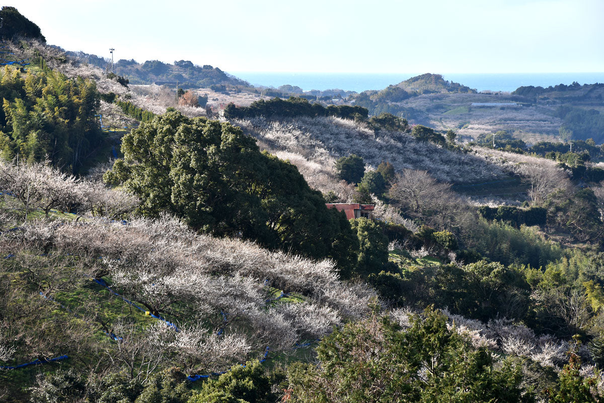 今日のビューポイント