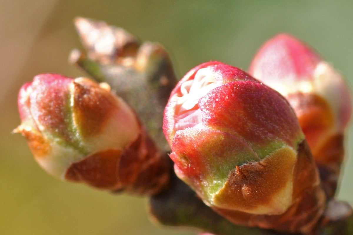 農園一の早咲き梅