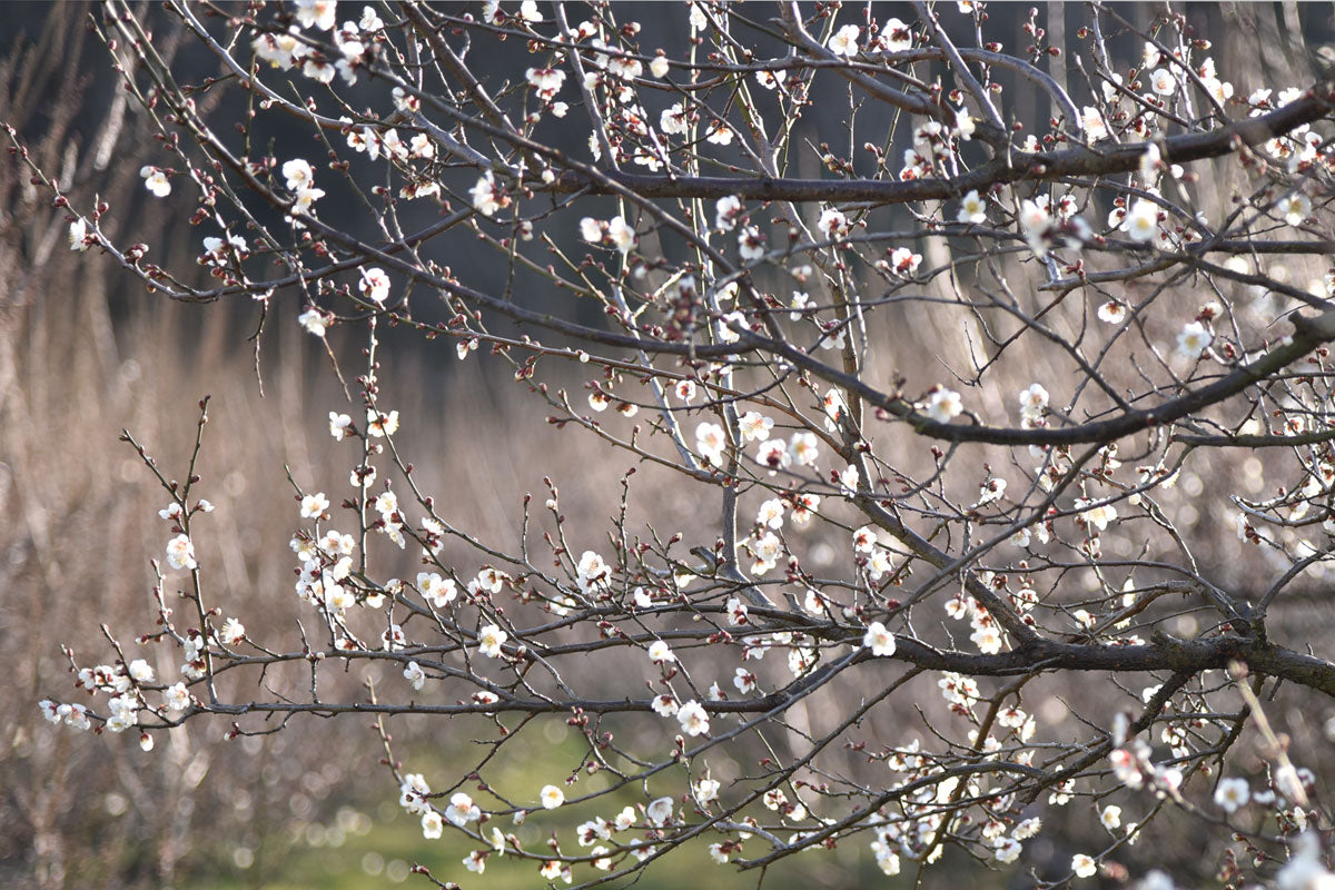 気分はお花見モード