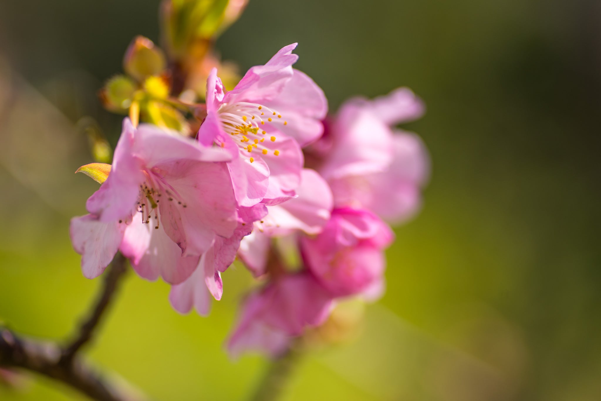 絶景プロジェクト
