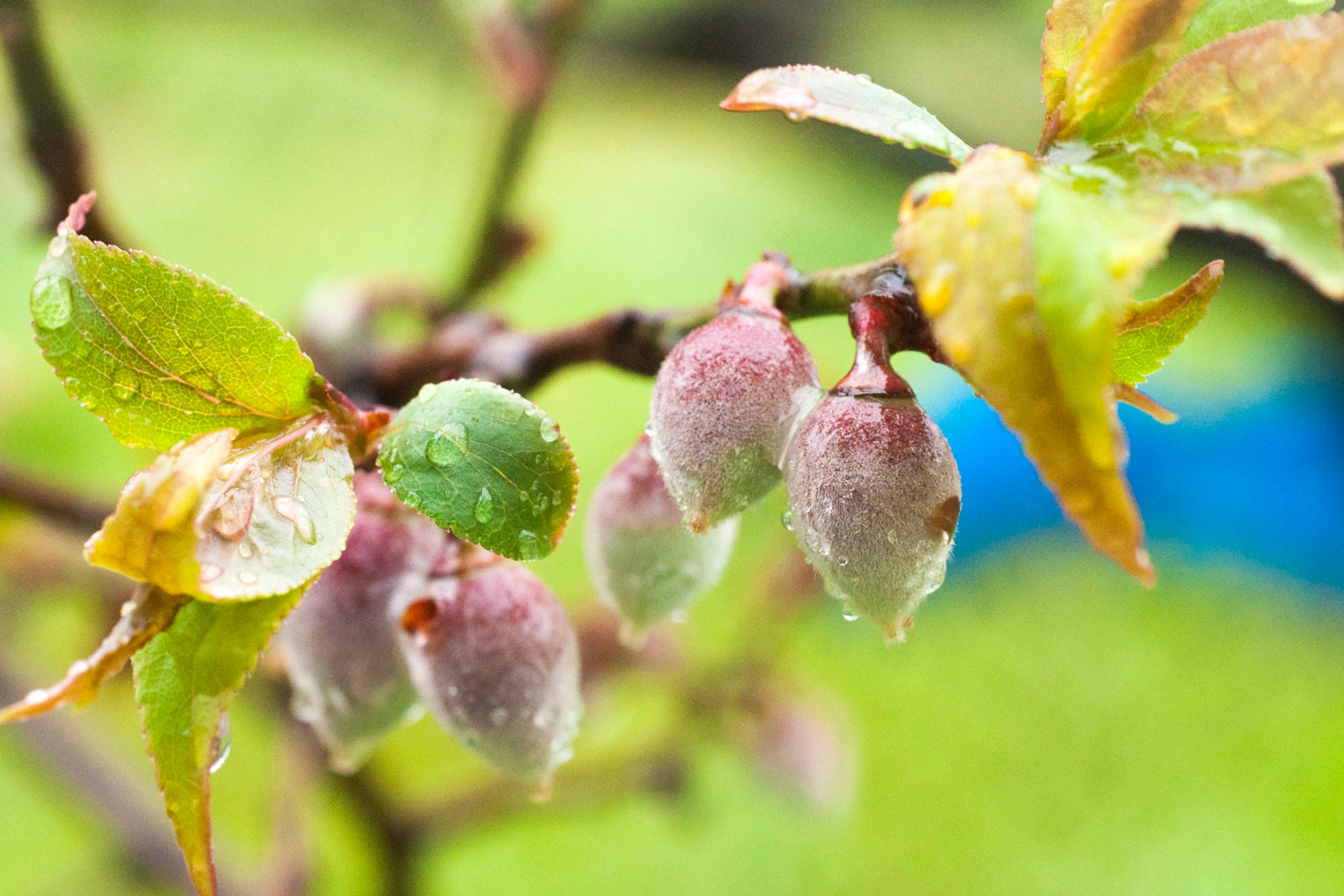 今日の梅は雨の中