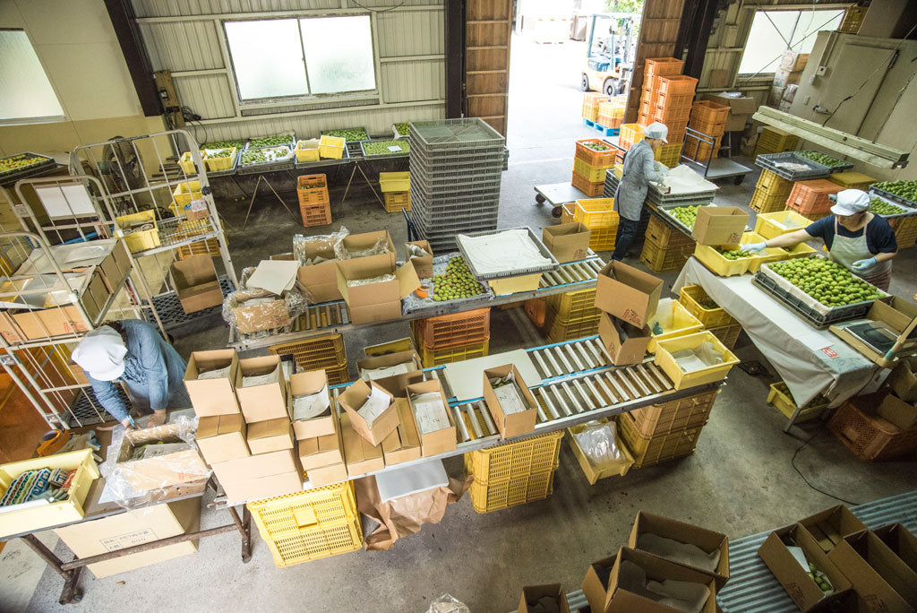 梅仕事のお手伝い