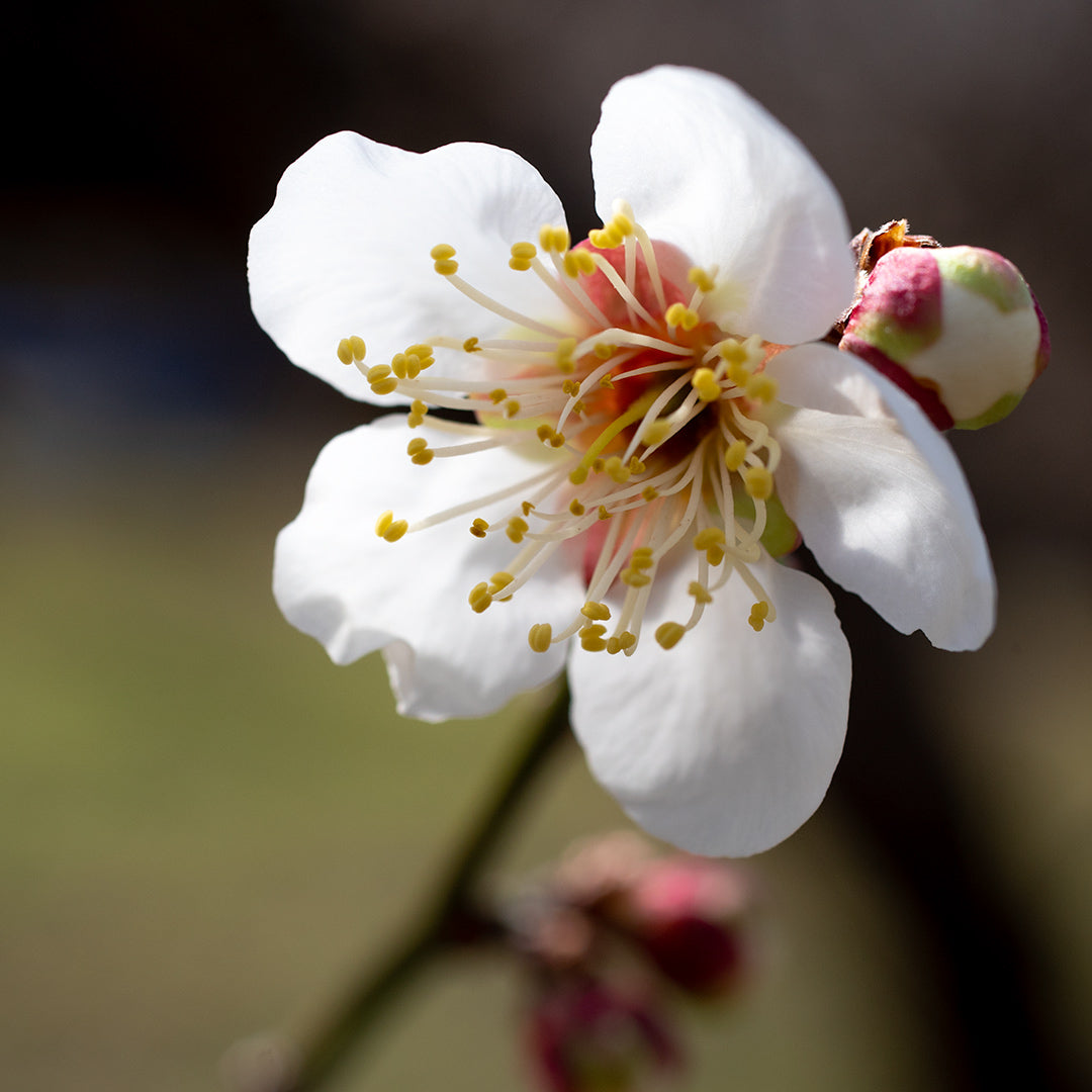 ポツンとお花見のはじまり