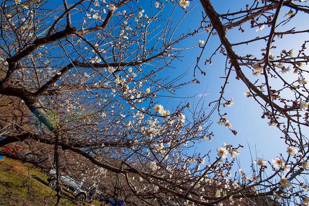 咲いてきましたー