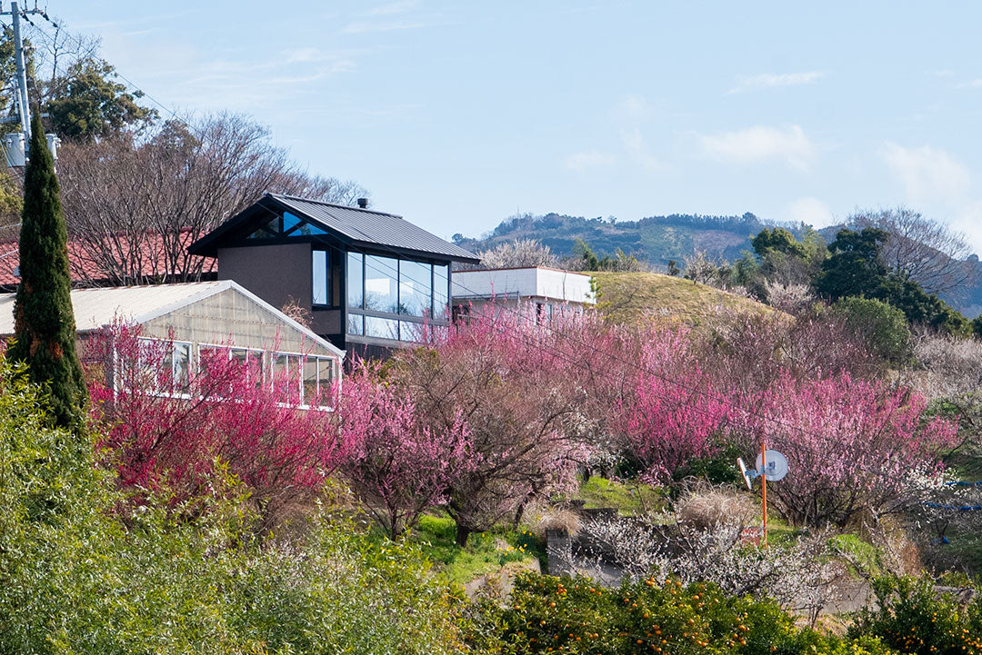 絶好のお花見日和