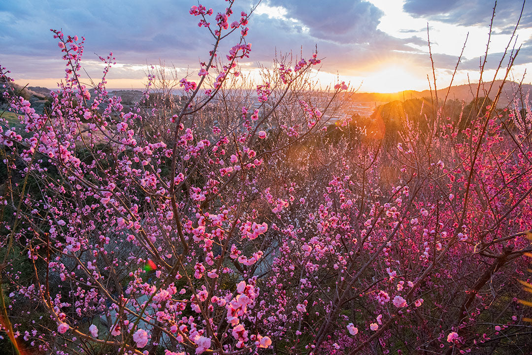 サンセットお花見スパ!