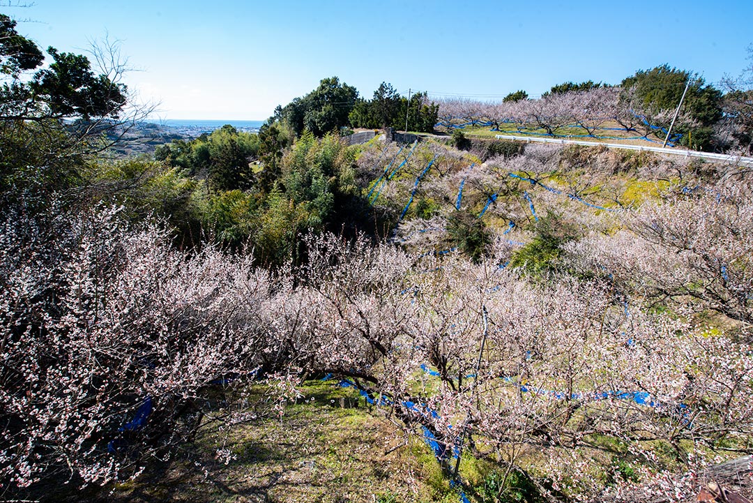 月向山スカイラインから
