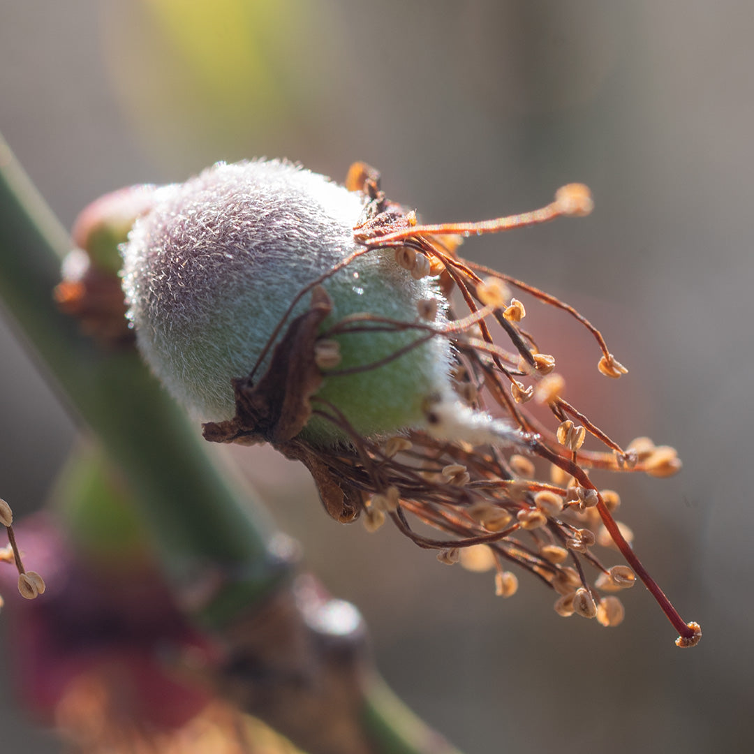 へんしんちゅう