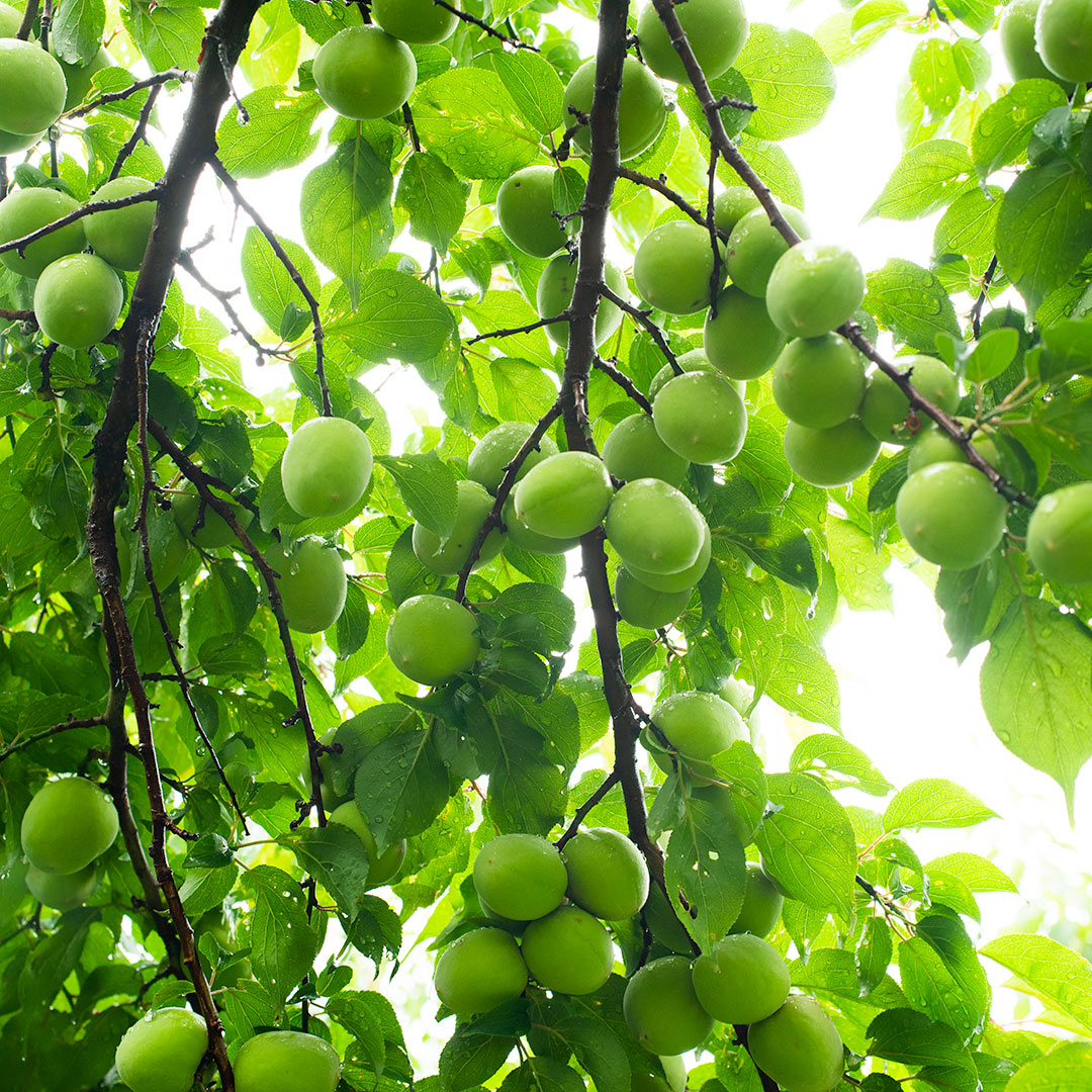 統計史上最も早い梅雨入り