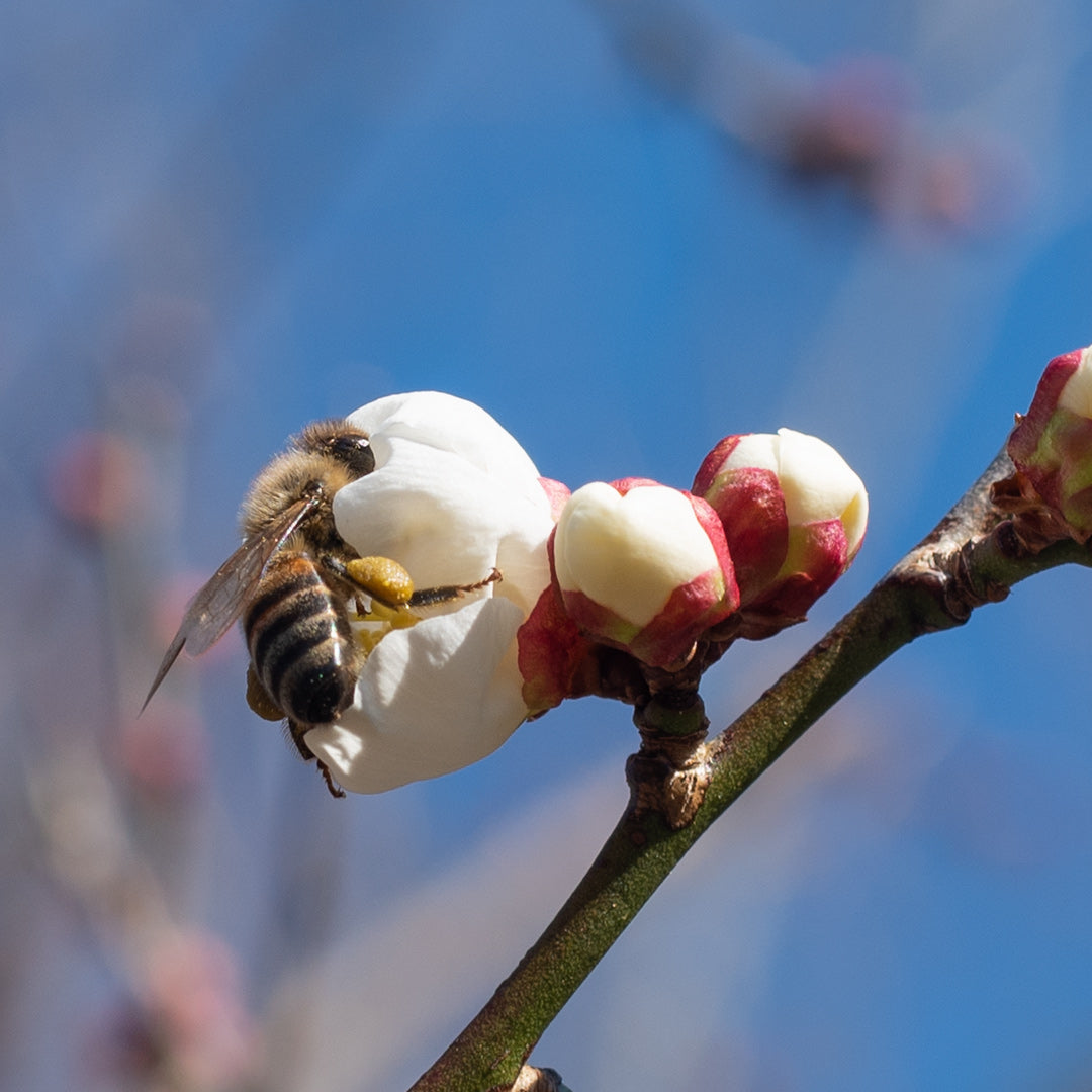 梅の花ほころぶ