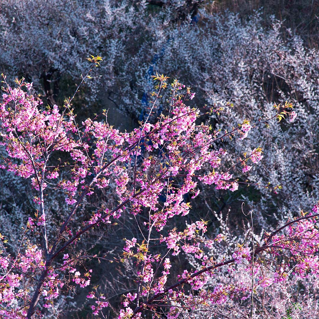 梅と桜の関係