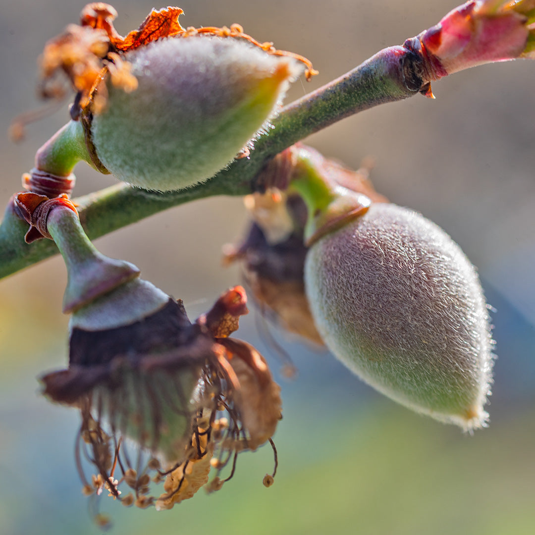 こんにちは、梅の実さん達