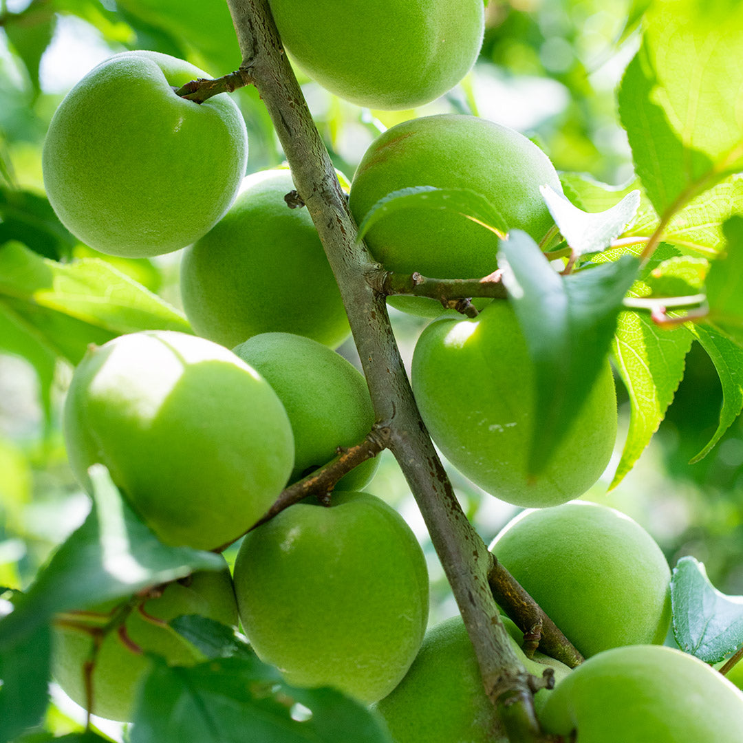 カウントダウン