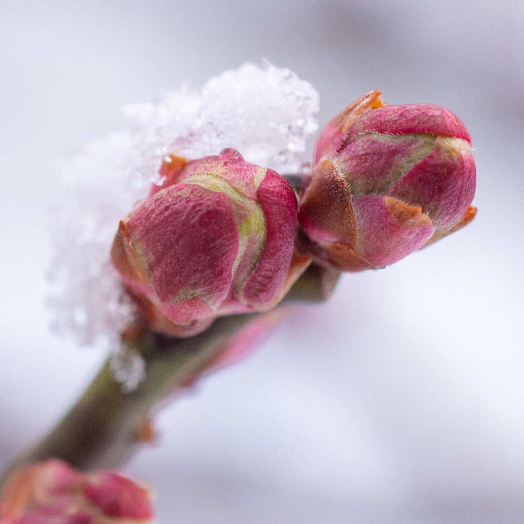 今朝も雪化粧