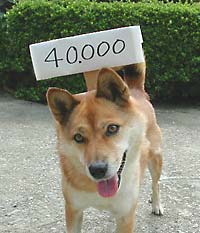 「40000」 突破だワン!
