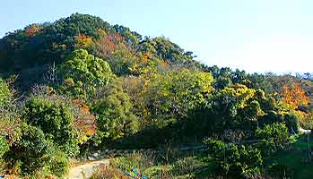 月向山の紅葉だよ