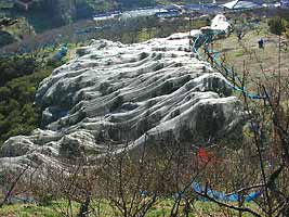 金柑(きんかん)畑の冬景色