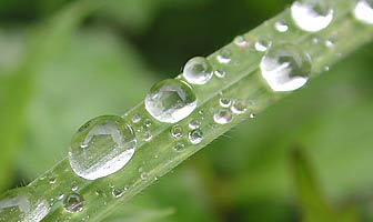 雨の贈り物