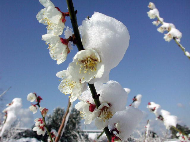 わあ~!大変だ。梅花が雪の中