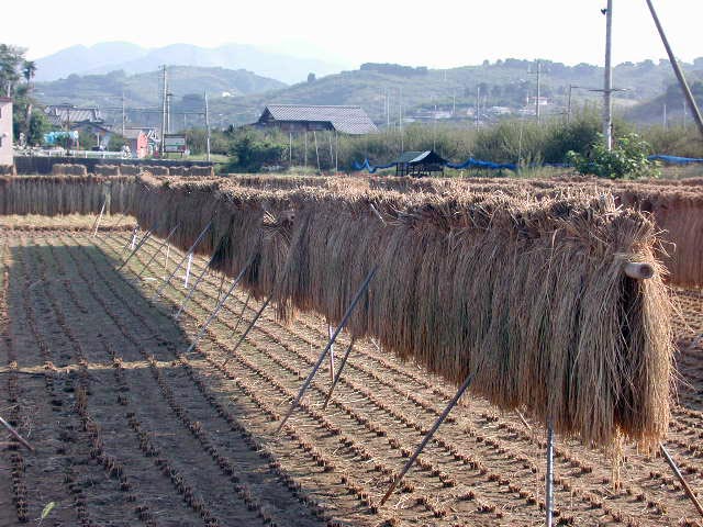 田んぼの秋景色