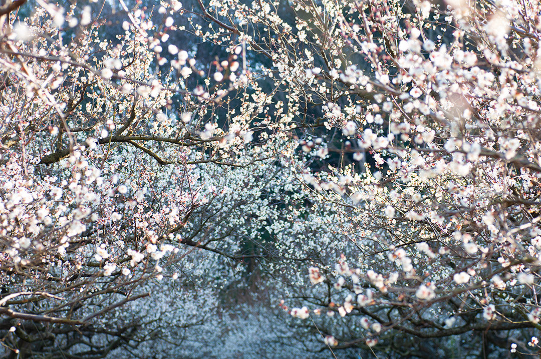 満開の梅の花