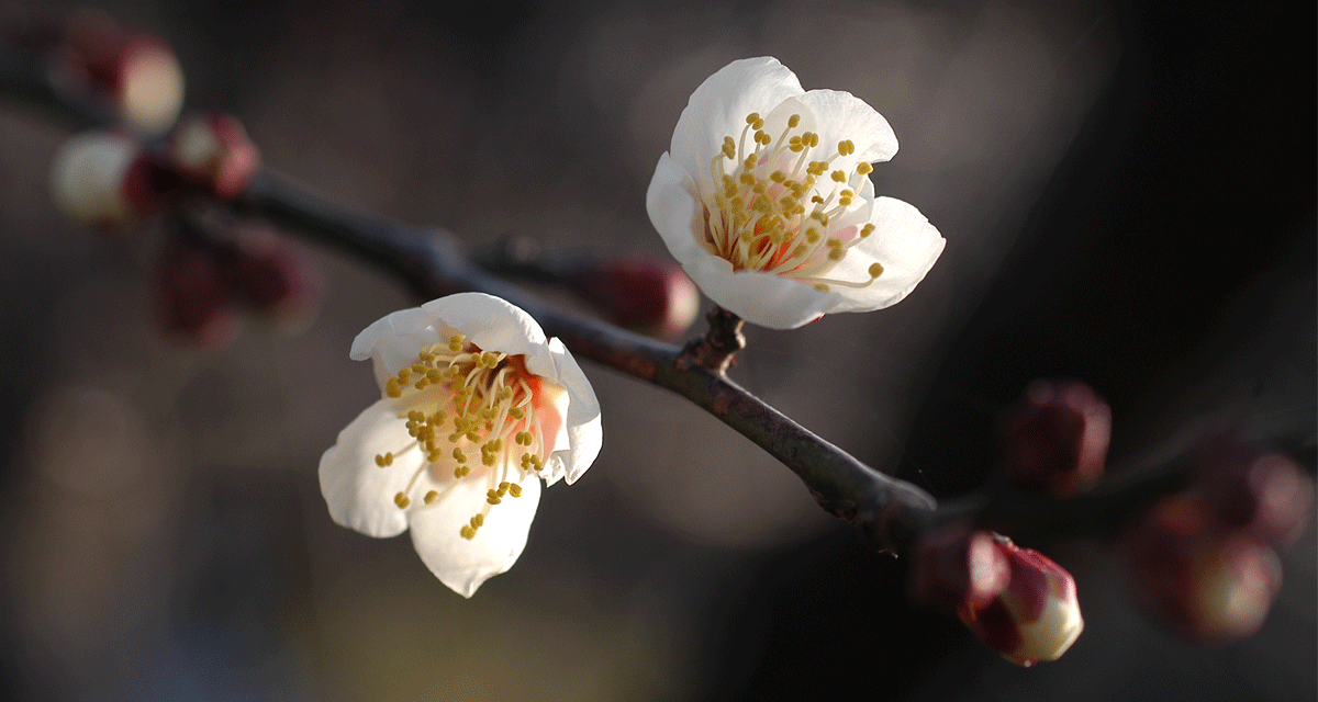 梅の花