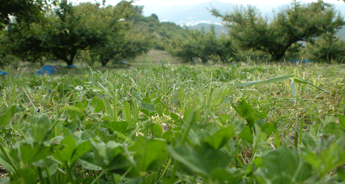 草と共生