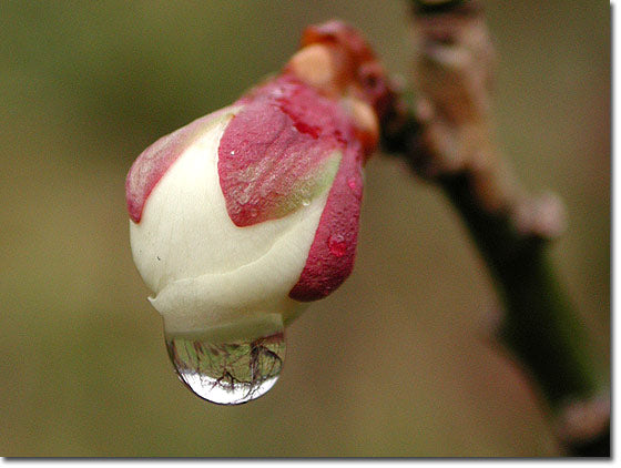 梅の蕾