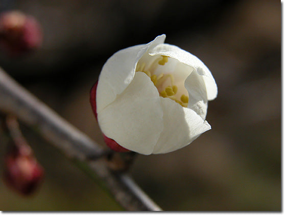 梅の花