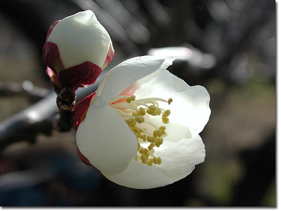 梅の花