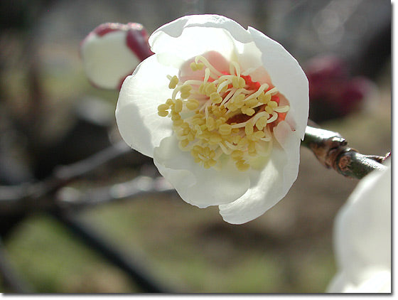 梅の花