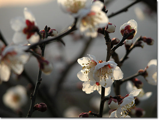 梅の花