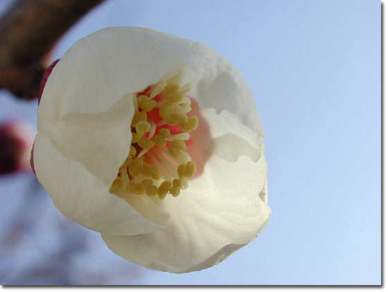 梅の花