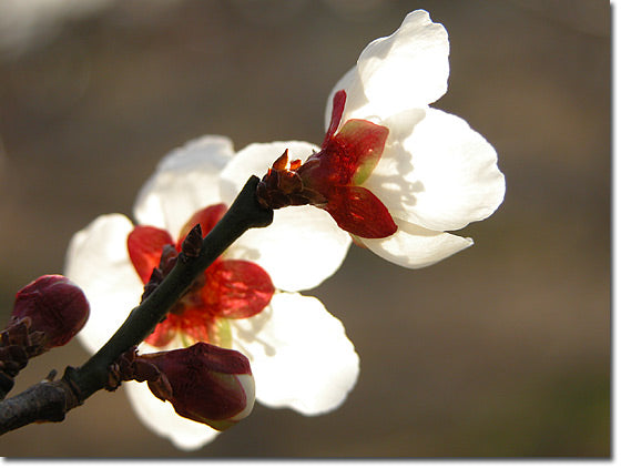 梅の花