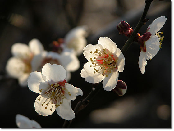 梅の花