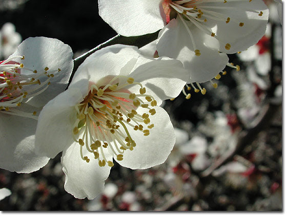 梅の花