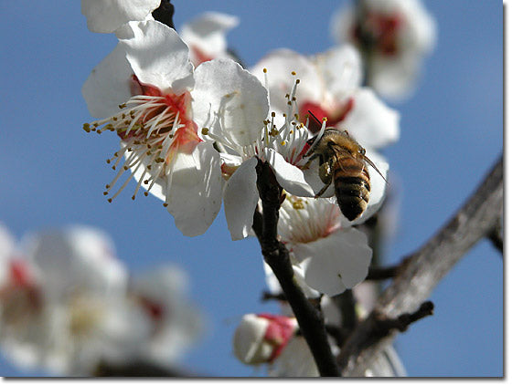 受粉をしてくれるミツバチ
