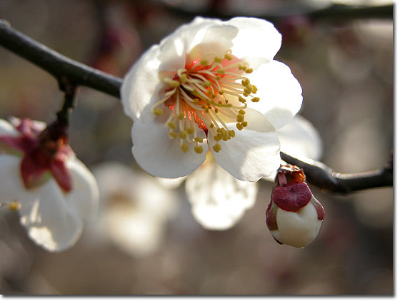 梅の花