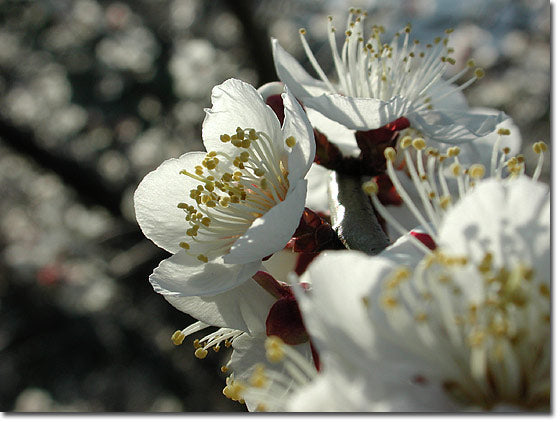 梅の花