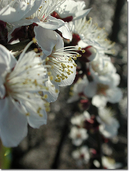 梅の花