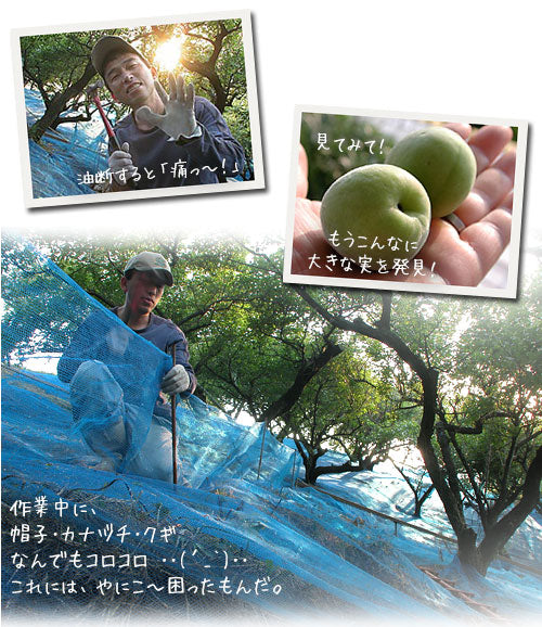 ネット準備