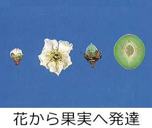 花から果実へ発達