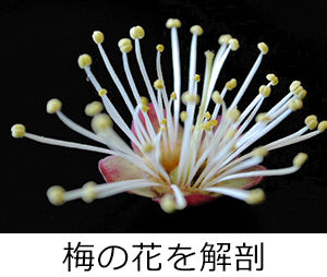 梅の花を解剖