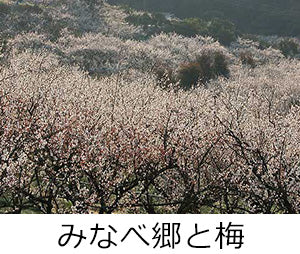 みなべ郷と梅