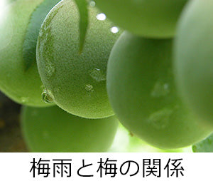 梅雨と梅の関係