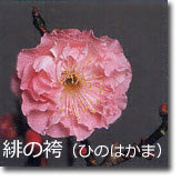 緋の袴(ひのはかま)