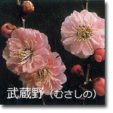 武蔵野(むさしの)