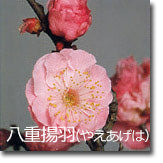 八重揚羽(やえあげは)