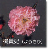 楊貴妃(ようきひ)