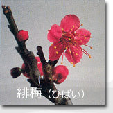 緋梅(ひばい)